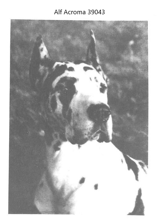Alf Acroma